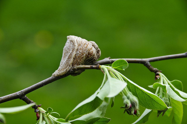 cocon_metamorphose
