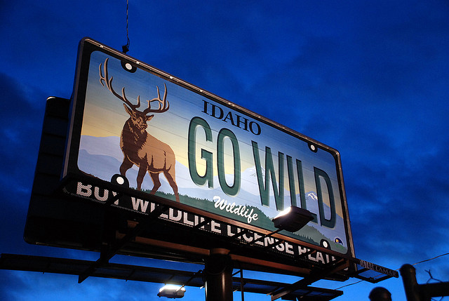 Go Wild
