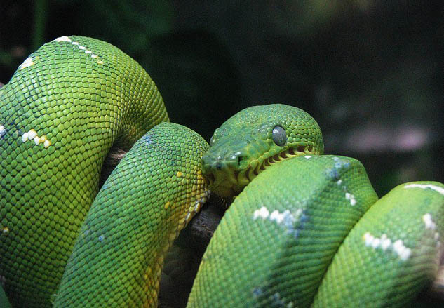 serpent-sobhraj-enquete-services-secret-armement-1